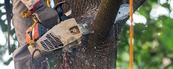 How Our Tree Care Process Works  in  Kealakekua, HI