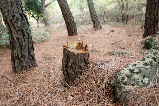 Best Arborist Consultation Services  in Kealakekua, HI