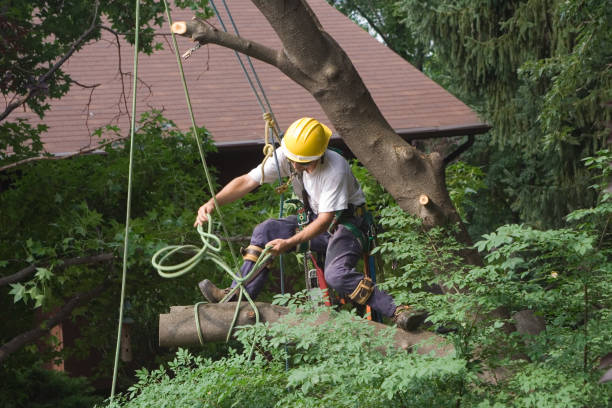 Reliable Kealakekua, HI Tree Care Solutions